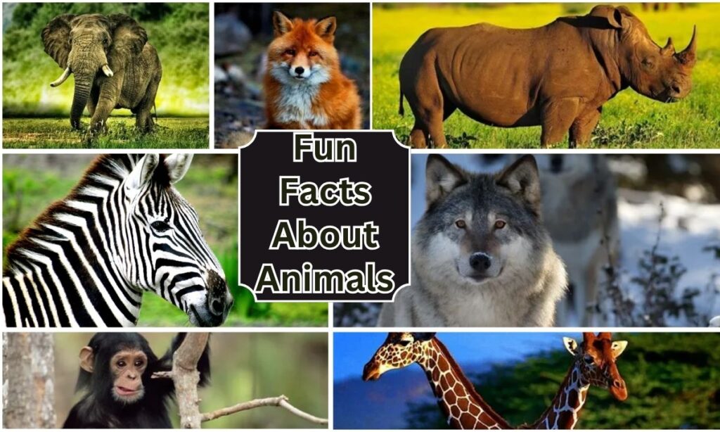 Fun Facts About Animals