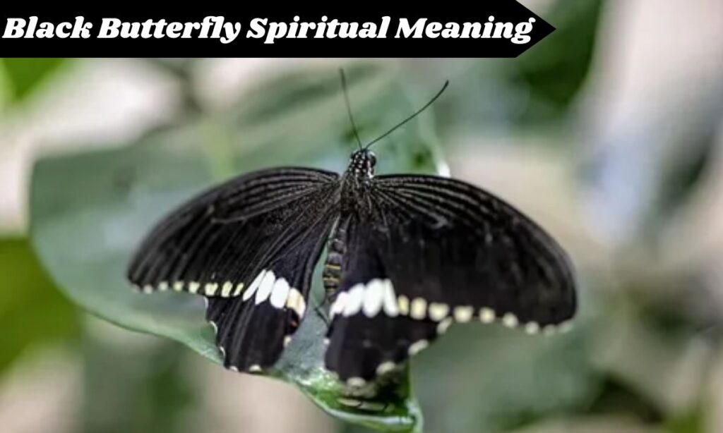 Black Butterfly Spiritual Meaning