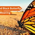 Orange and Black Butterfly: Spiritual Meaning