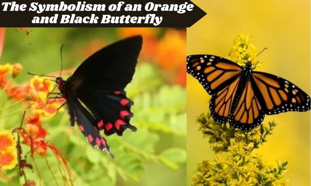 The Symbolism of an Orange and Black Butterfly