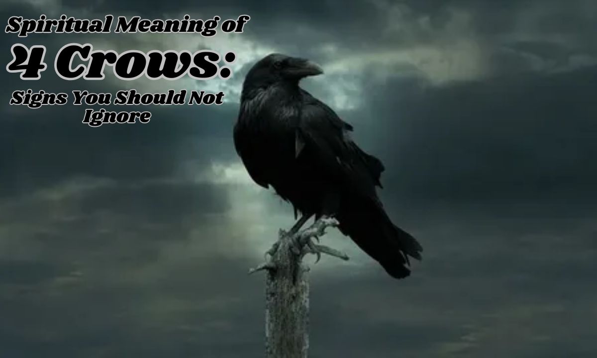 Spiritual Meaning of 4 Crows: Signs You Should Not Ignore