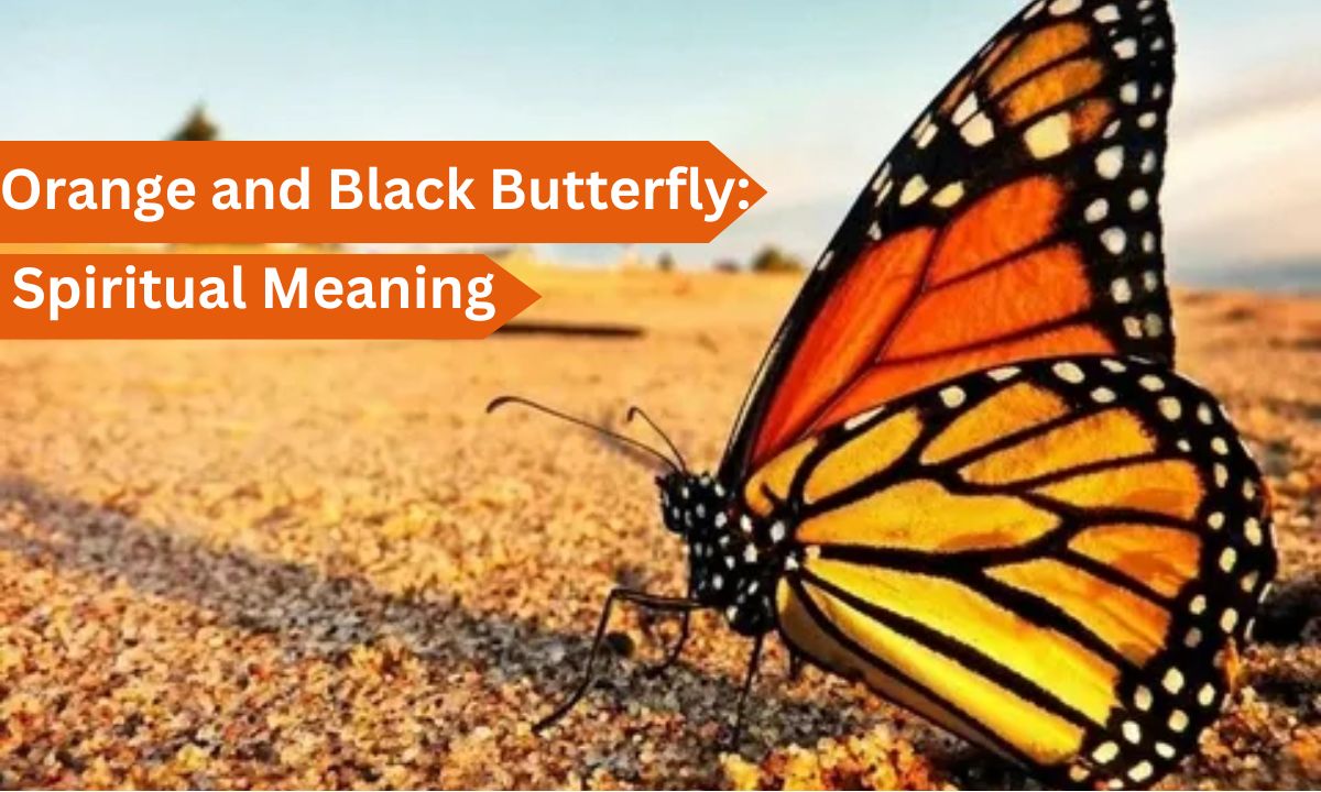 Orange and Black Butterfly: Spiritual Meaning