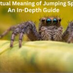 The Spiritual Meaning of Jumping Spiders: An In-Depth Guide