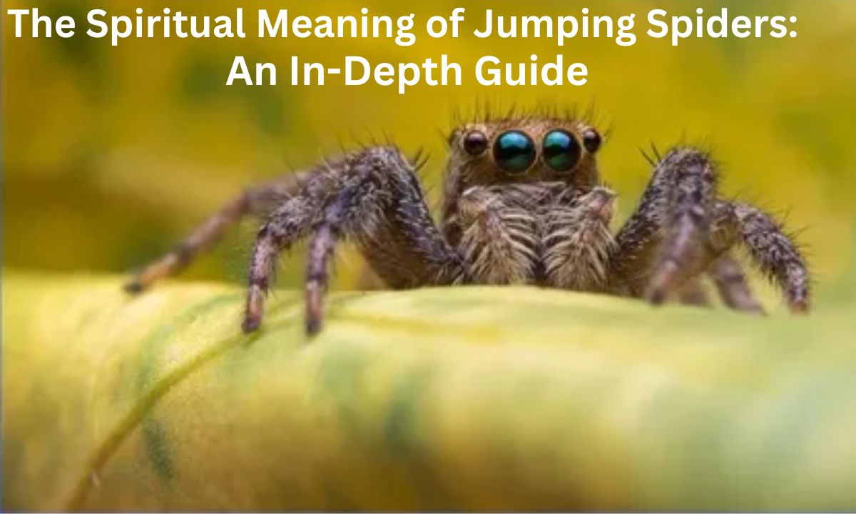 The Spiritual Meaning of Jumping Spiders: An In-Depth Guide